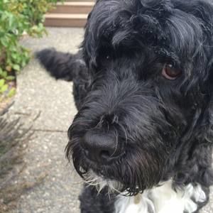 Meet your Posher, Caroline